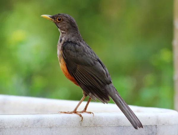 Turdus rufiventris — Stockfoto