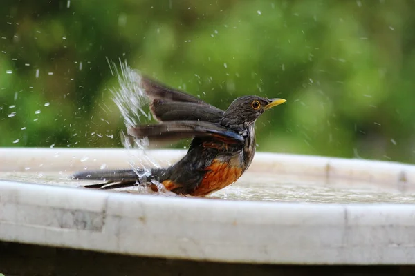 Turdus rufiventris bathing — Stock Photo, Image