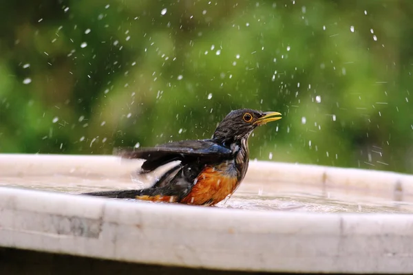 Turdus rufiventris bathing — Stock Photo, Image