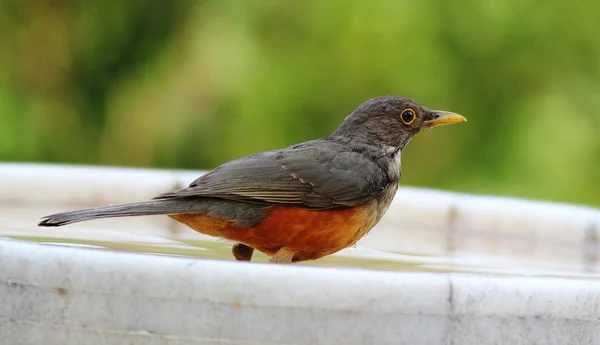 Turdus rufiventris — Stock Photo, Image