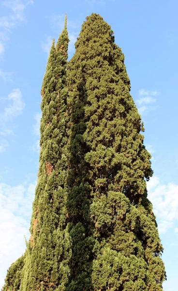 Albero di pino — Foto Stock