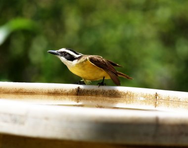 Pitangus sulphuratus