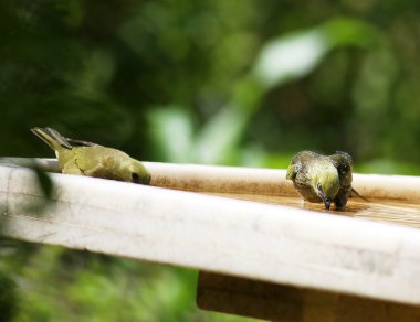 Thraupis palmarum içme suyu