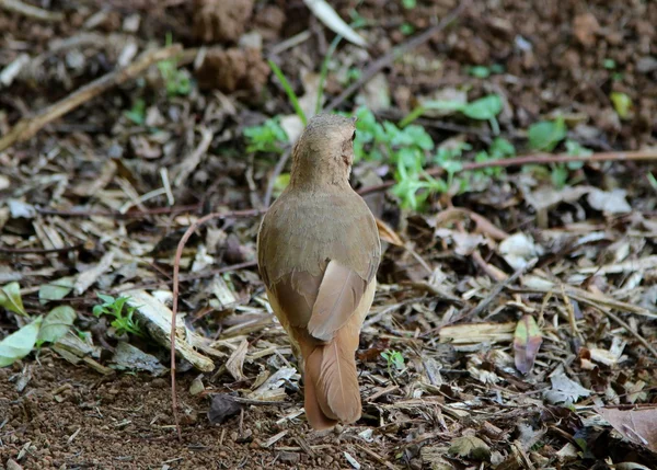 Furnarius rufus — стокове фото