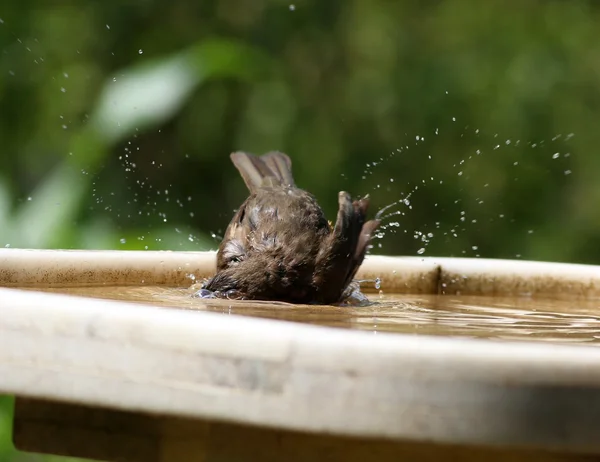 Bird taking a bath — Stock Photo, Image