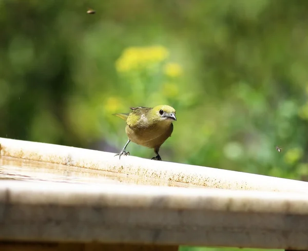 Thraupis palmarum — Stock fotografie