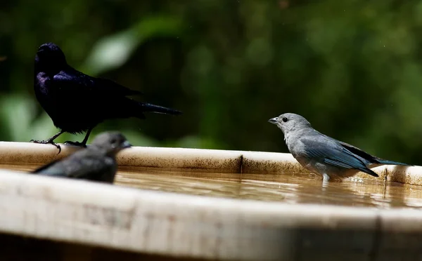 Thraupis sayaca birds bathing — Stock Photo, Image