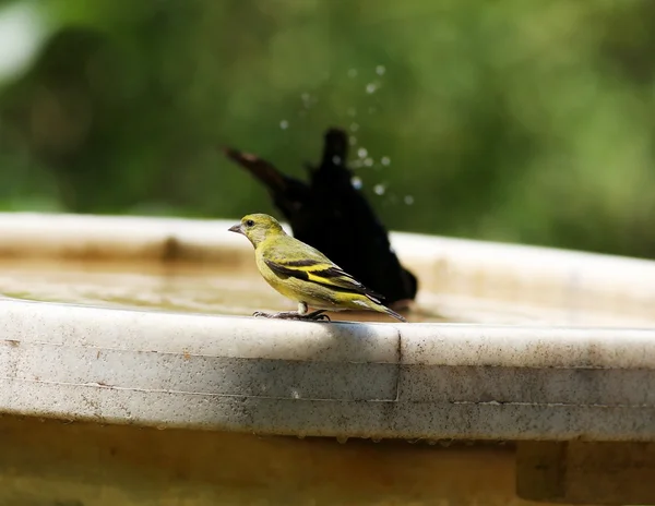 Goldfinch the black head — Stock Photo, Image