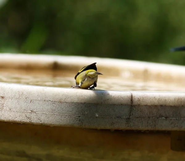 Carduelis magellanica — Stock Photo, Image