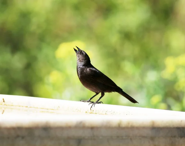 Saka kuşu genç siyah — Stok fotoğraf