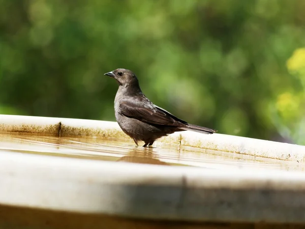 Bird taking a bath — Stock Photo, Image