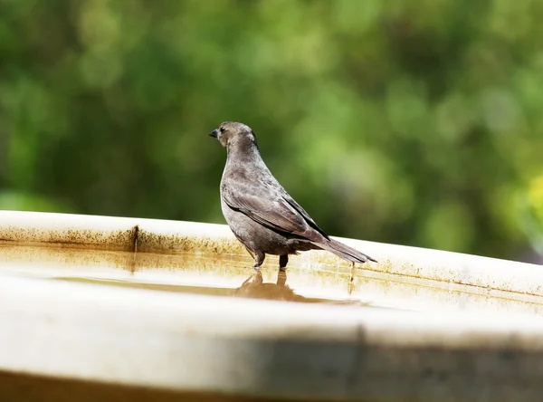 Птах приймає ванну — стокове фото