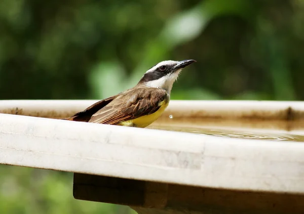 Pitangus sulphuratus — Foto de Stock