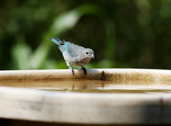 회색 tanager thraupis sayaca — 스톡 사진