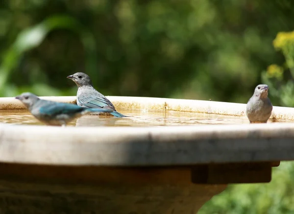 Thraupis sayaca vogels zwemmen — Stockfoto