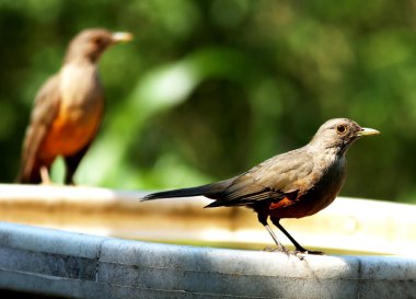 güneşli bir günde Turdus rufiventris