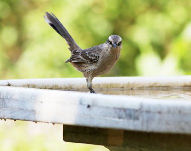 Mimus saturninus
