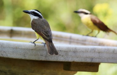 Pitangus sulphuratus