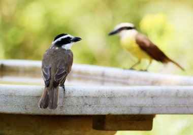 Pitangus sulphuratus