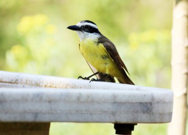 Pitangus sulphuratus