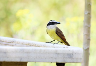 Pitangus sulphuratus