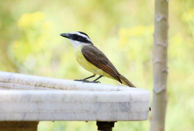 Pitangus sulphuratus