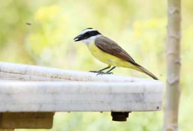 Pitangus sulphuratus