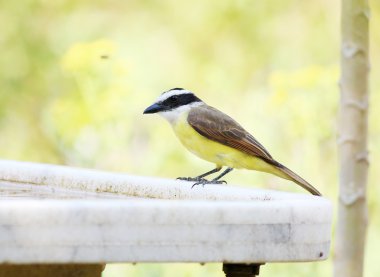 Pitangus sulphuratus