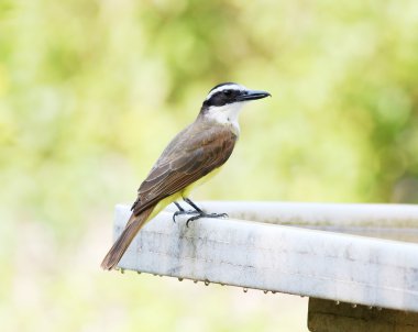 Pitangus sulphuratus