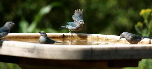 Thraupis sayaca vogels zwemmen — Stockfoto