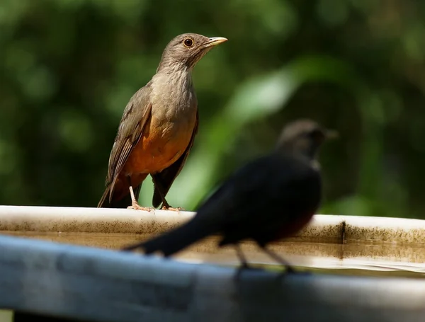 Turdus rufiventris on a sunny day — Stock Photo, Image