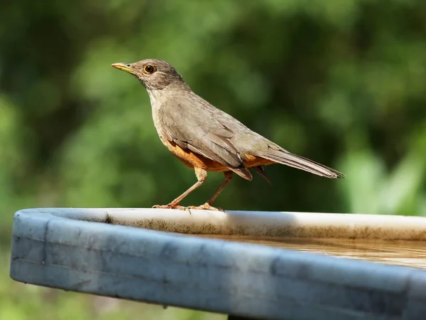 Turdus rufiventris on a sunny day — Stock Photo, Image