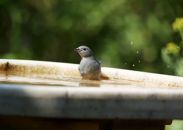 Thraupis sayaca bathing — Stock Photo, Image