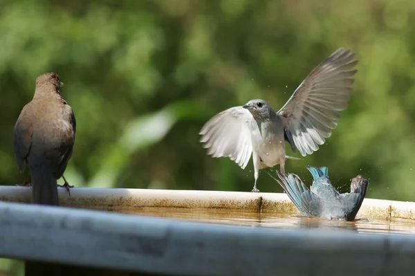 Thraupis sayaca vogels zwemmen — Stockfoto