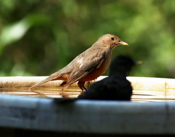 Turdus rufiventris egy napsütéses napon — Stock Fotó