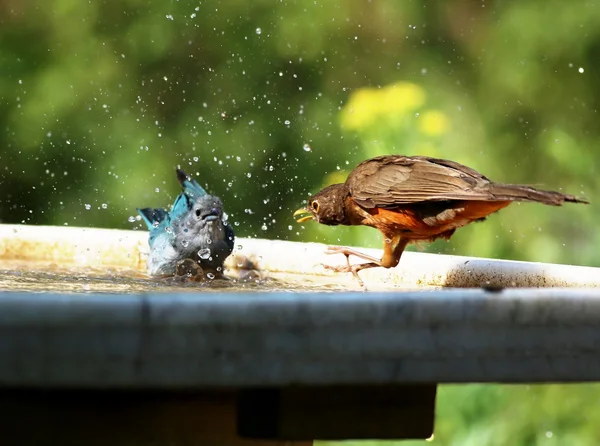 Turdus rufiventris fighting with Thraupis sayaca — Stock Photo, Image