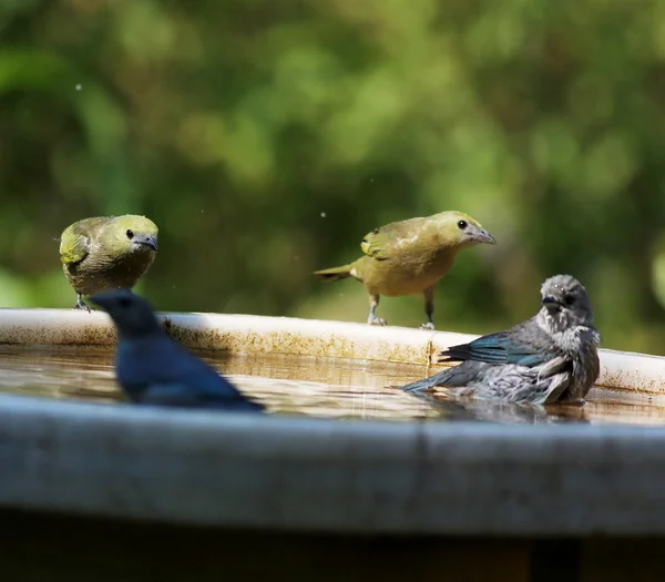 Thraupis palmarum — Stockfoto