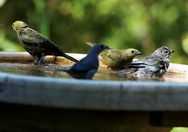 Uccelli polverosi — Foto Stock