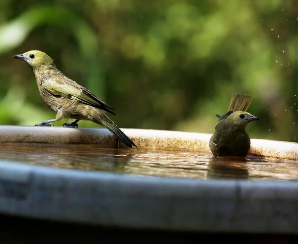 Polorful birds — Stock Photo, Image