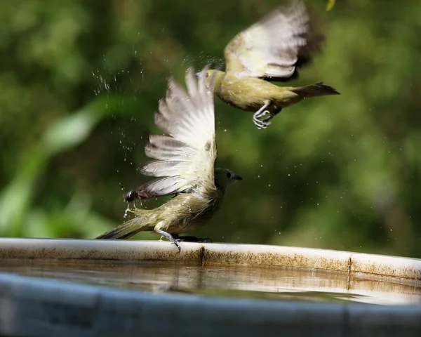 Létající ptáci — Stock fotografie