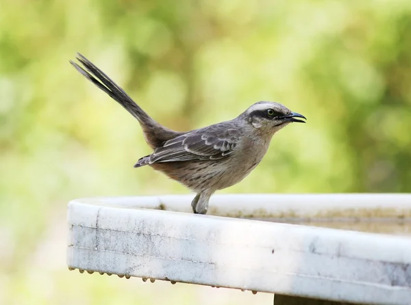 Mimus saturninus — Stock Photo, Image