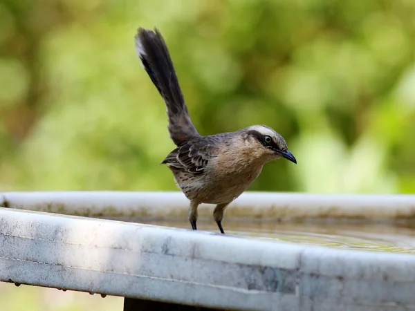 Mimus saturninus — Stock Photo, Image