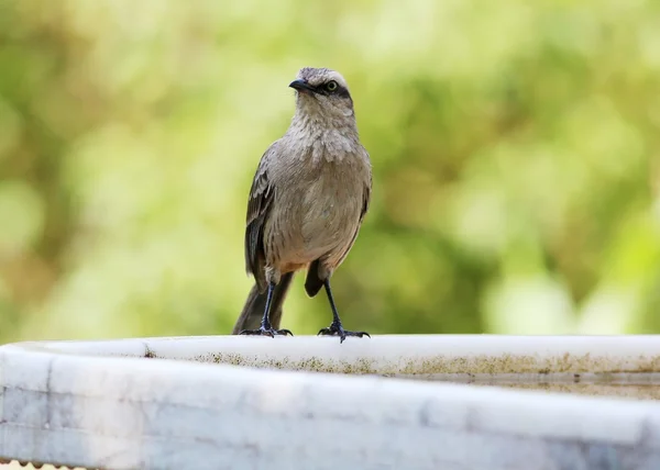 Mimus saturninus — Stock Photo, Image