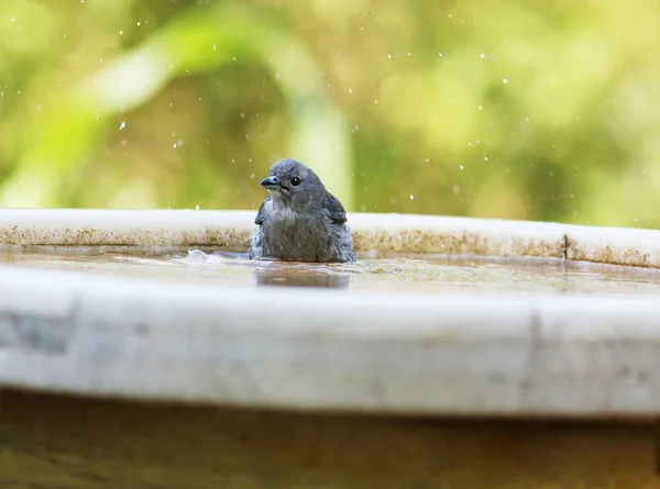 Thraupis sayaca bathing — Stock Photo, Image