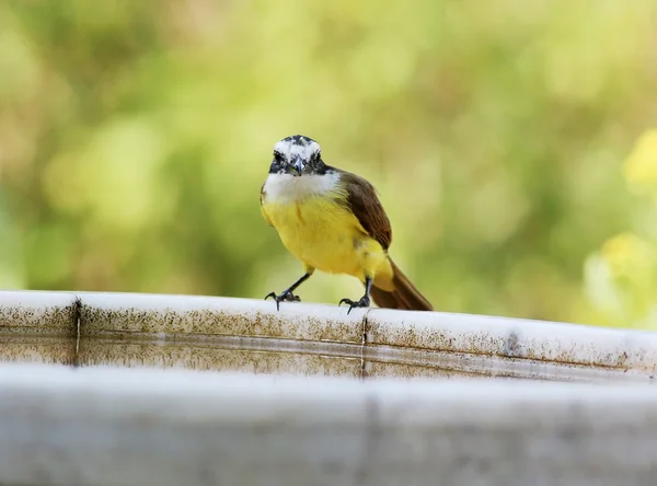 Pitangus sulfuratus — Fotografia de Stock