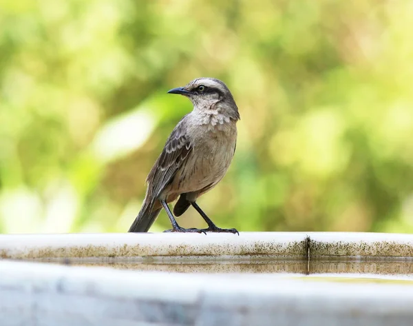 Mimus saturninus — Stockfoto