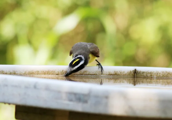 Pitangus sulfuratus — Fotografia de Stock