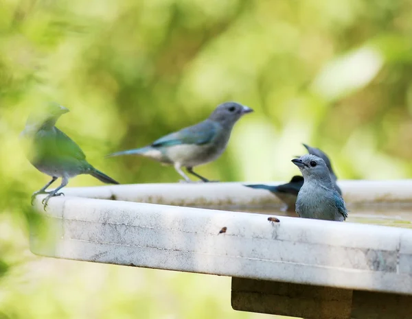 Aves jugando —  Fotos de Stock