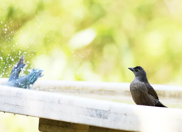 Birds bathing — Stock Photo, Image