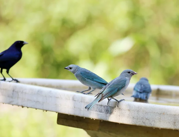 Birds playing — Stock Photo, Image